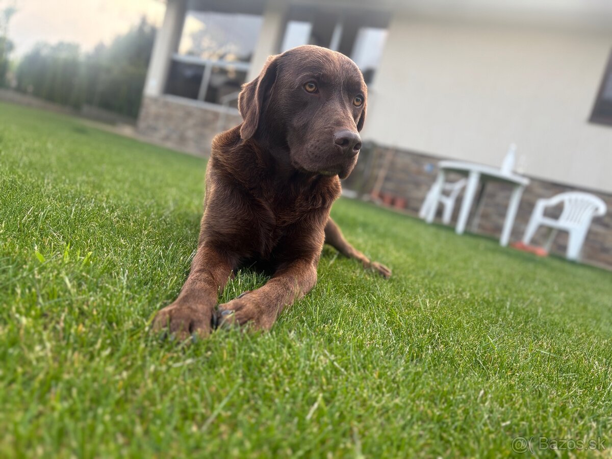 Čokoladovy labrador na krytie. - 8