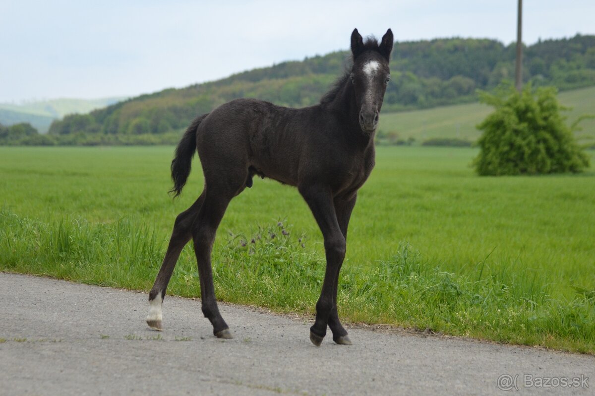 Zrebec pre sezonu 2026, pony - 8