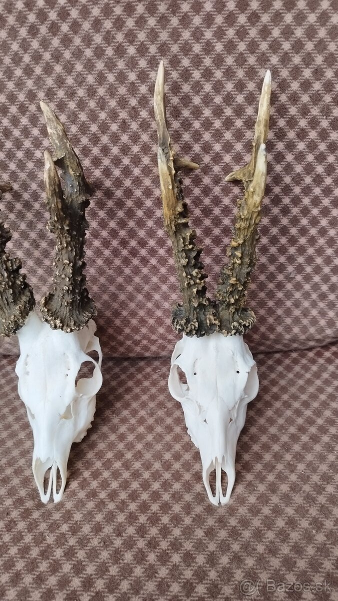 Ponúkame na predaj odliatky zlatých srncou Parožie zhody tr - 8