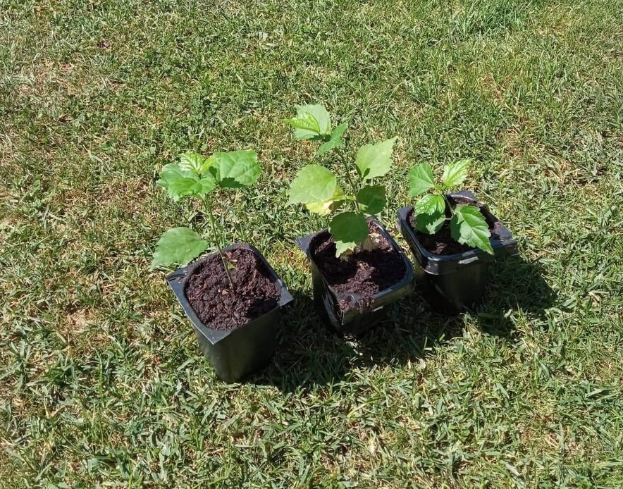 kaktusy - echinopsisy, biely ibštek, ľaliovka, konvalinky - 8