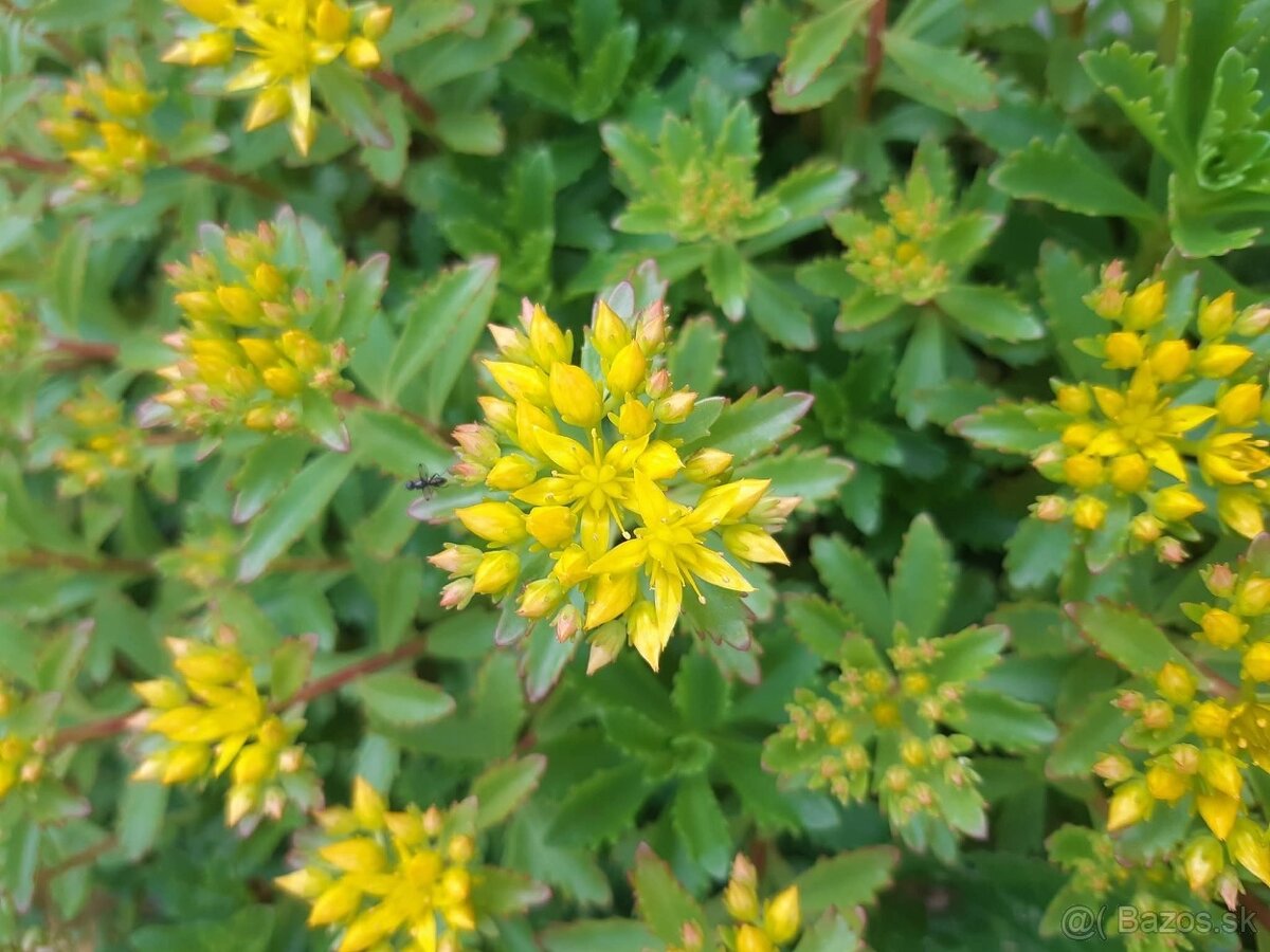 Rozchodniky(Sedum) - 8