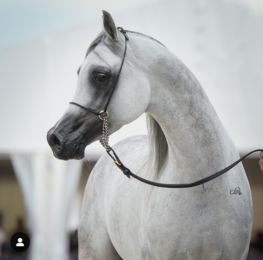 Arabský plnokrvník - 8