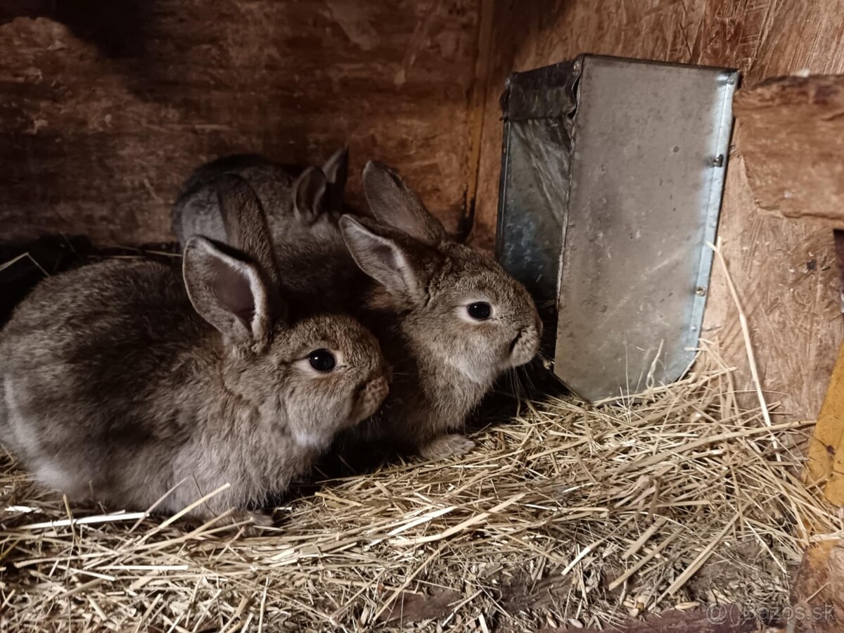 Králiky, zajace - 8