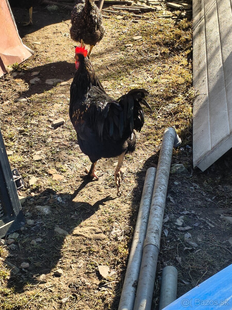 Predám kohúty - 8