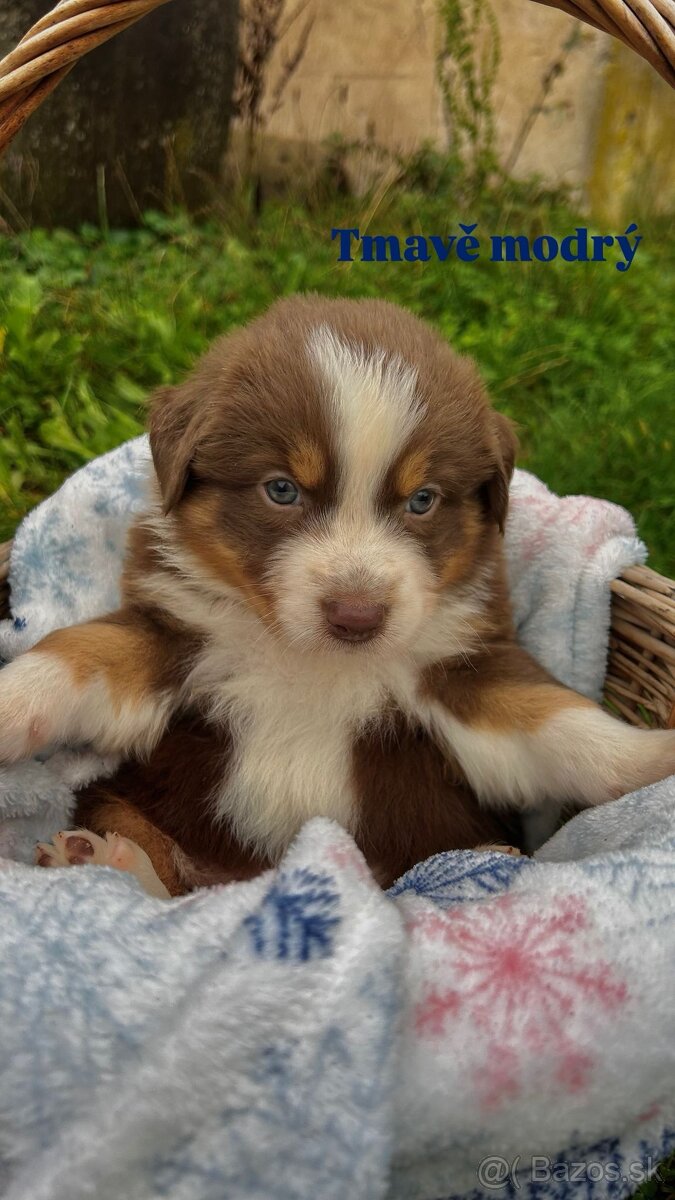 Australský ovčák bez PP - 8