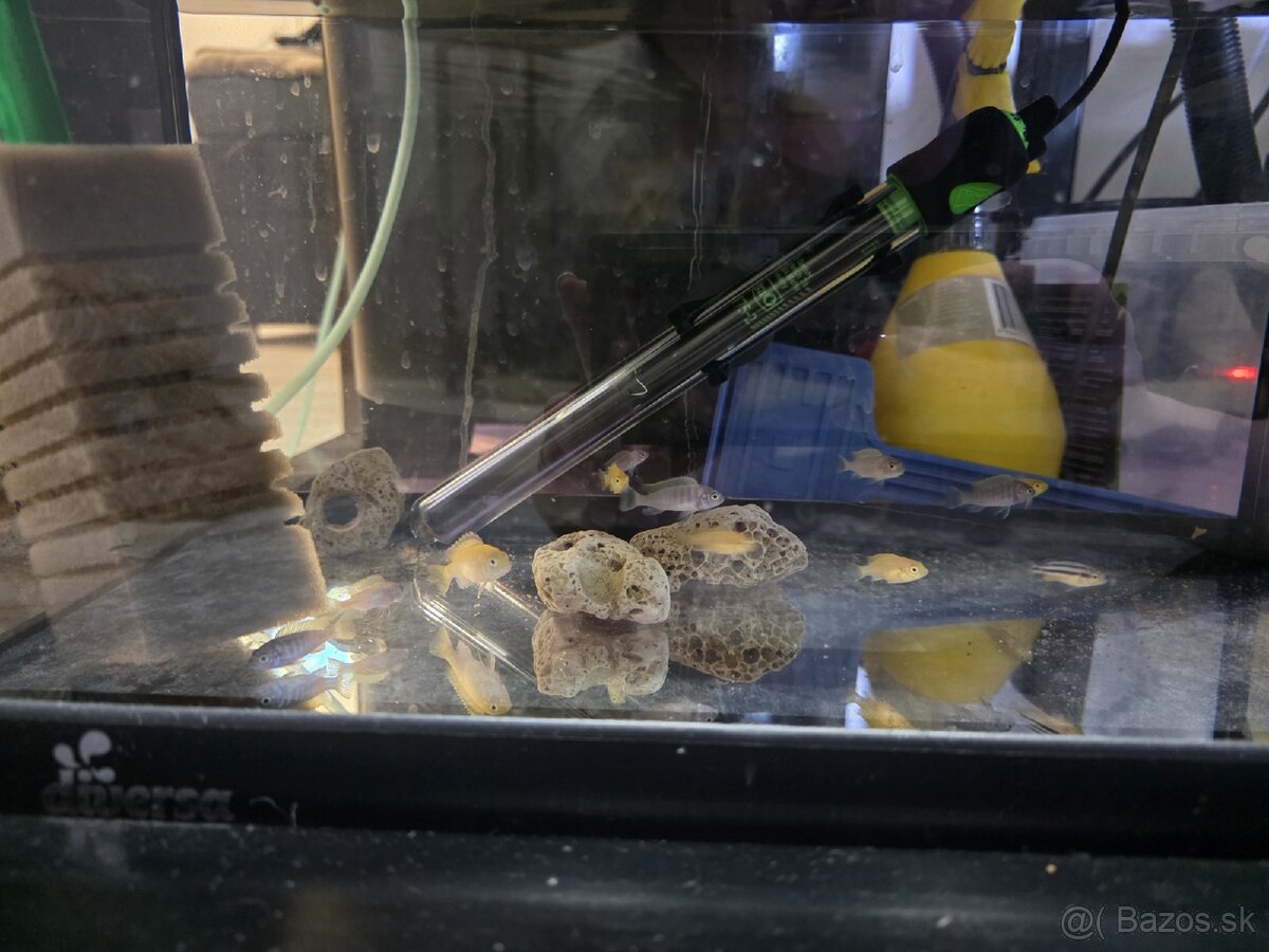 Africké cichlidy - 8