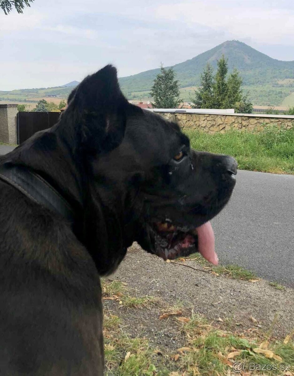 Cane Corso s PP FCI - 8