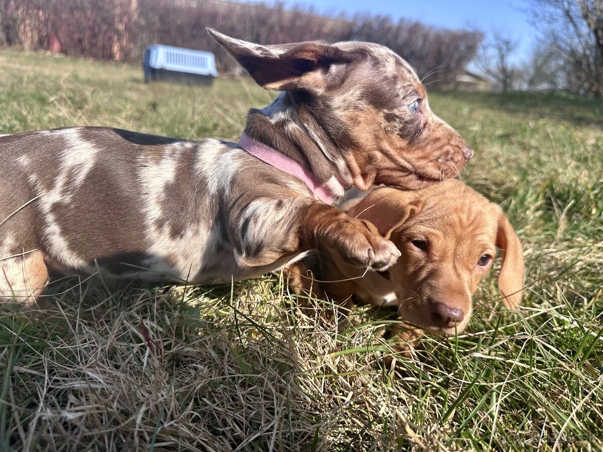 Jazvečík trpasličí hladkosrstý - 8