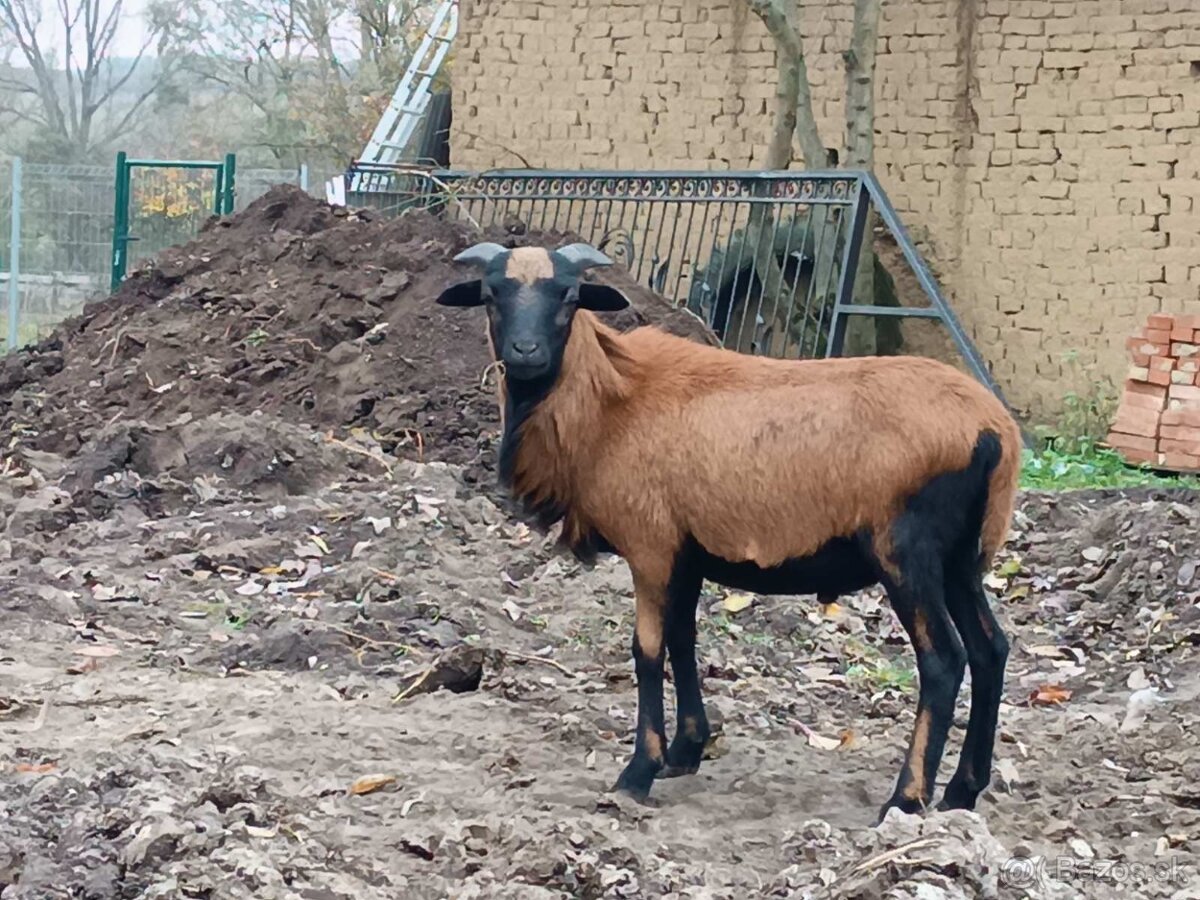 Baran kamerunský - 8