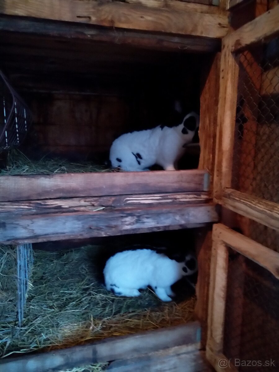 Nemecký obrovitý strakáč - 8