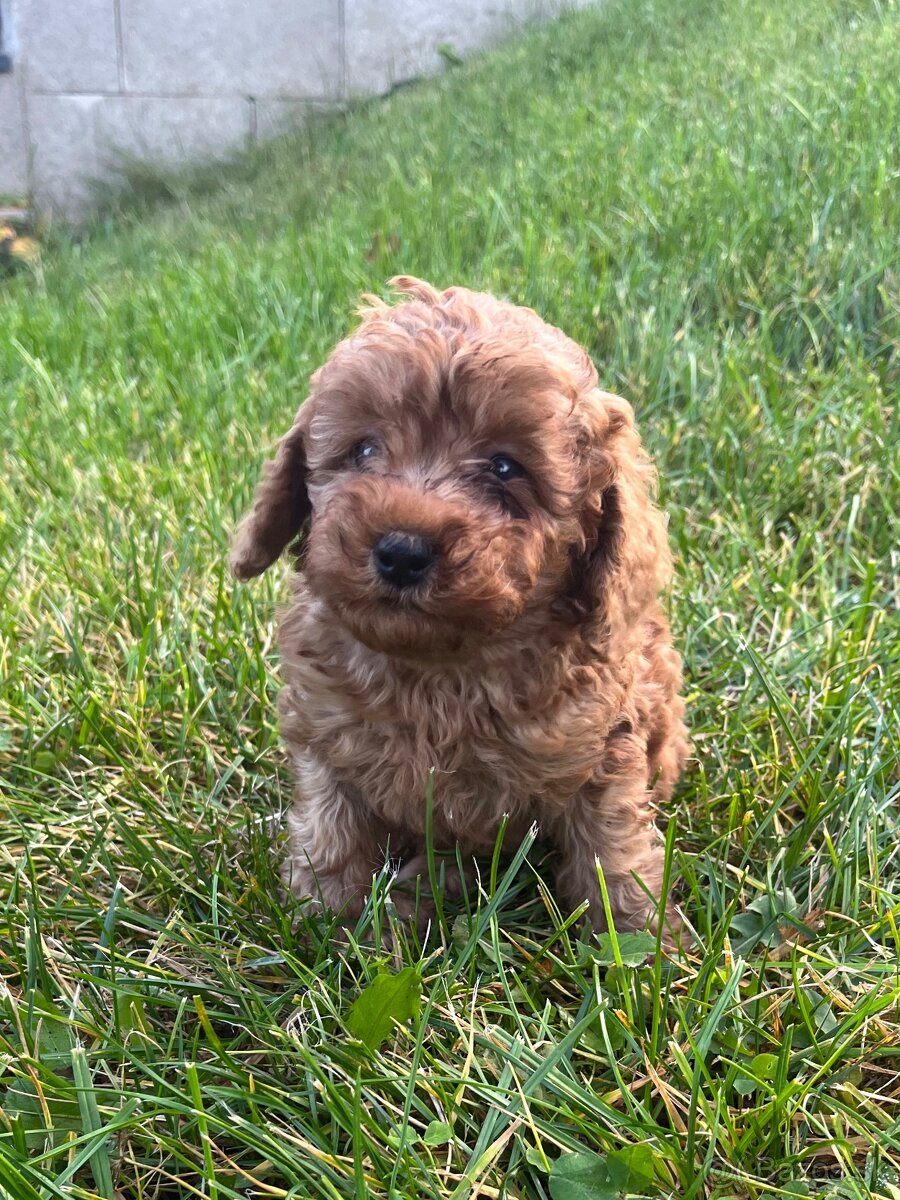 Pudel / pudlík - trpaslíči, šteniatka chlapci - 8