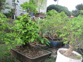 bonsai,bonsaj-hrab 3 - 8