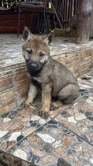 Šteniatka- Československý vlčiak - 8