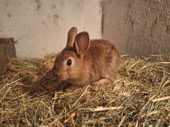 Predávam zakrslé králiky - 8