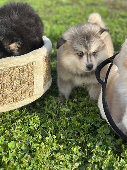 Pomsky / Pomeranian / Husky - 8