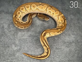 Predám nádherne mladé Python Regius 2024 - 8