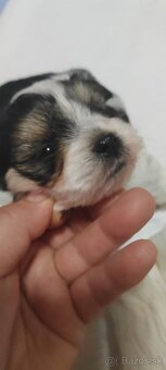 Predám Yorkshire terrier mini - 8