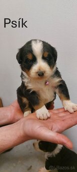 Bernský salašnícky pes- šteniatka - 8