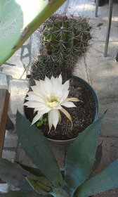 Kvety kaktus sukulent 01 - 8