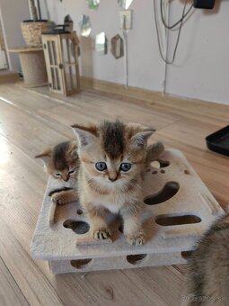 Britská krátkosrstá mačka - 8