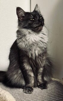 Maine Coon (Mainská myvalia) - 8