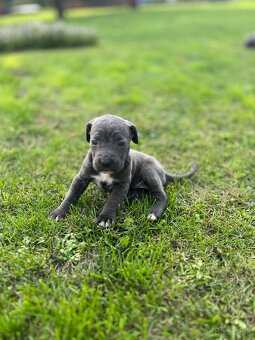 Šteniatka Cane Corso - 8