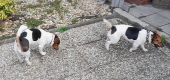 Jack Russell - 8