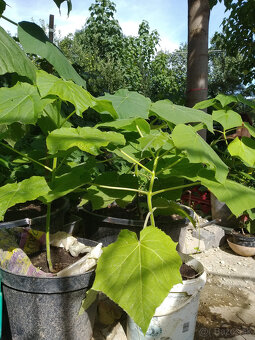 Cisarsky strom Paulownia a Aloe vera - 8
