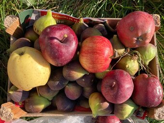 Stavebná parcela v obci Somotor - 8