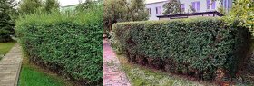starostlivosť o záhradu, živé ploty, orezávanie stromov - 8