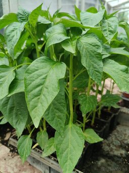 Planty na predaj - 8