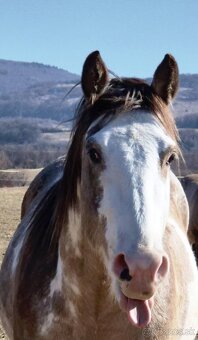 Zrebce Pripúšťanie - 8