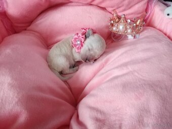 ❤️Pudlik extra mini toy ❤️ - 8