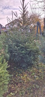 Živé smreky🎄 ako Vianočný stromček🎄 - 8