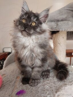 MAINE COON - Mainská mývalia s PP - 8