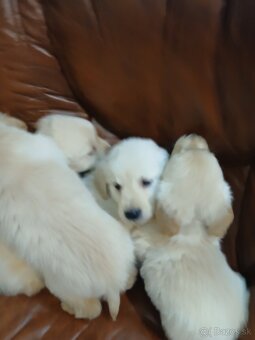 Predám šteniatka Zlatý retriver - 8