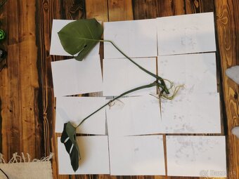 Monstera deliciosa - 8