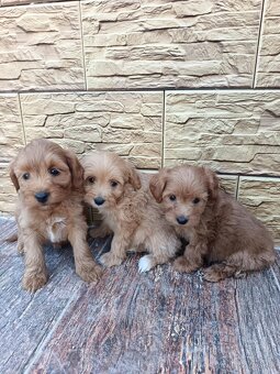 Maltipoo,maltipo - 8