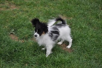 Papillon s preukazom o pôvode - 8