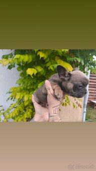 Francúzsky Buldoček - 8