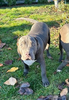 American Bully XL - 8