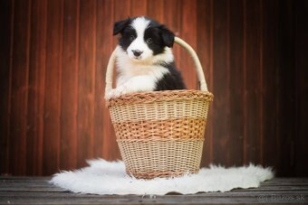 Border Kólia s PP - plánovaný vrh - šteniatka - 8