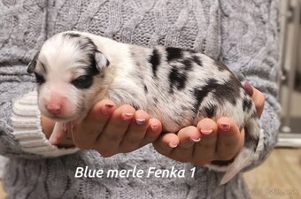 Border kolia - 8