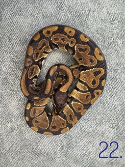 Predam nádherne mlade P.Regius-vlastný odchov - 8