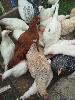 Leghorn - 8