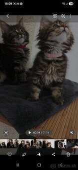 Maine Coon - 8