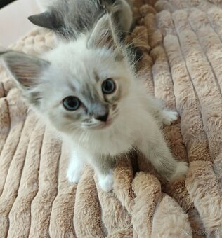 Ragdoll bez PP - 8