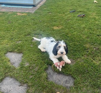 Velký hrubosrstý vendéeský baset - 8