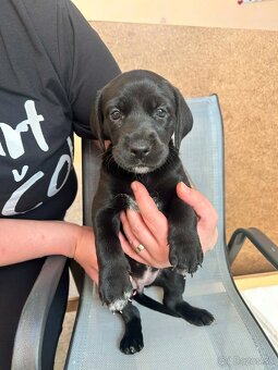 🐶 Šteniatka – krížence, len do dobrých rúk - 8