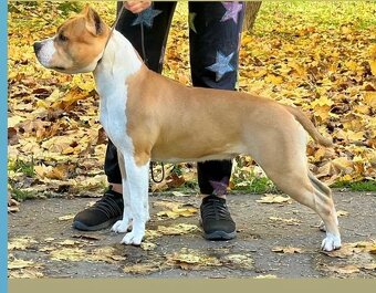 Fenka Amira 🐶 Americký Stafordšírsky teriér s PP 🐾 🩷 - 8
